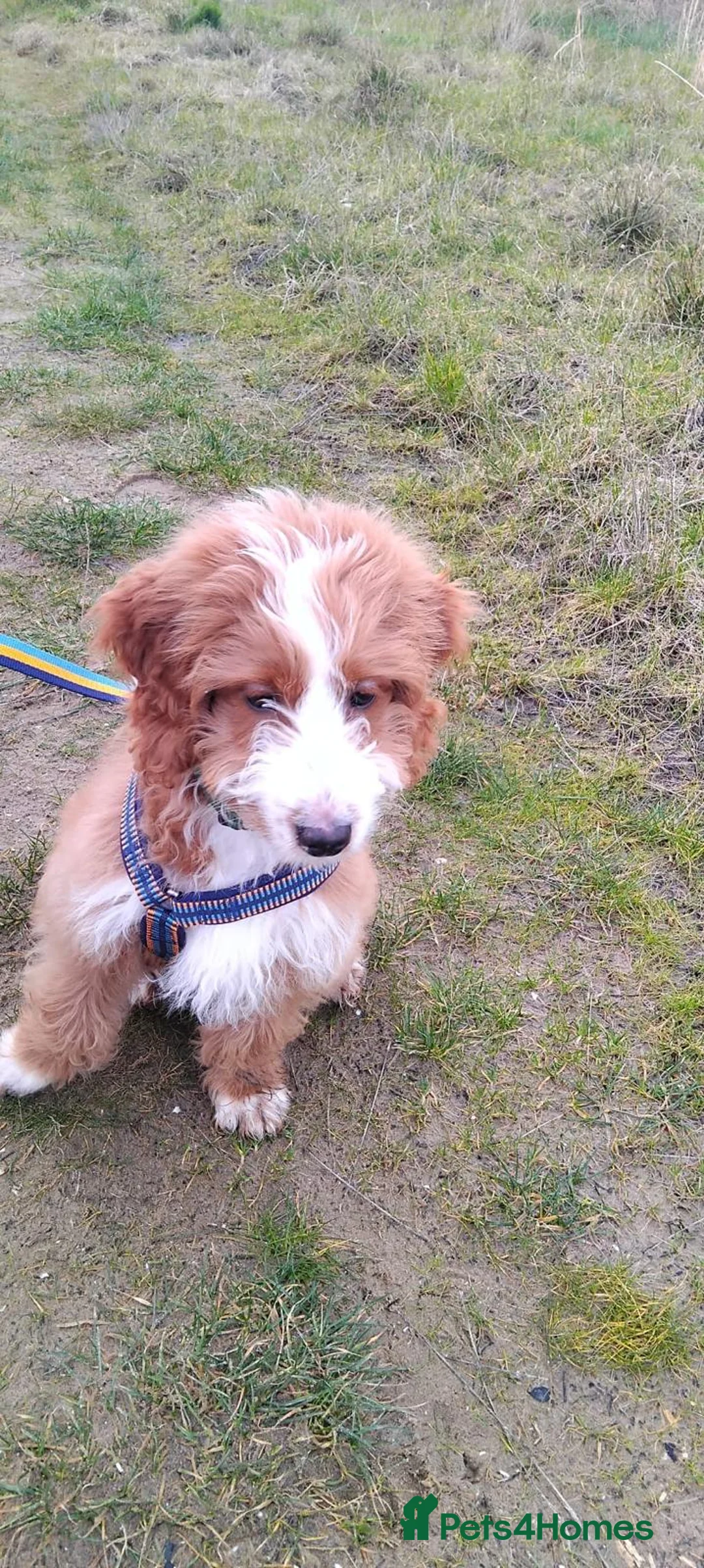 Mixed Breed dogs for sale: Mini Irish Doodle x Aussie Labradoodle Puppy in Ellesmere Port - Advert 2