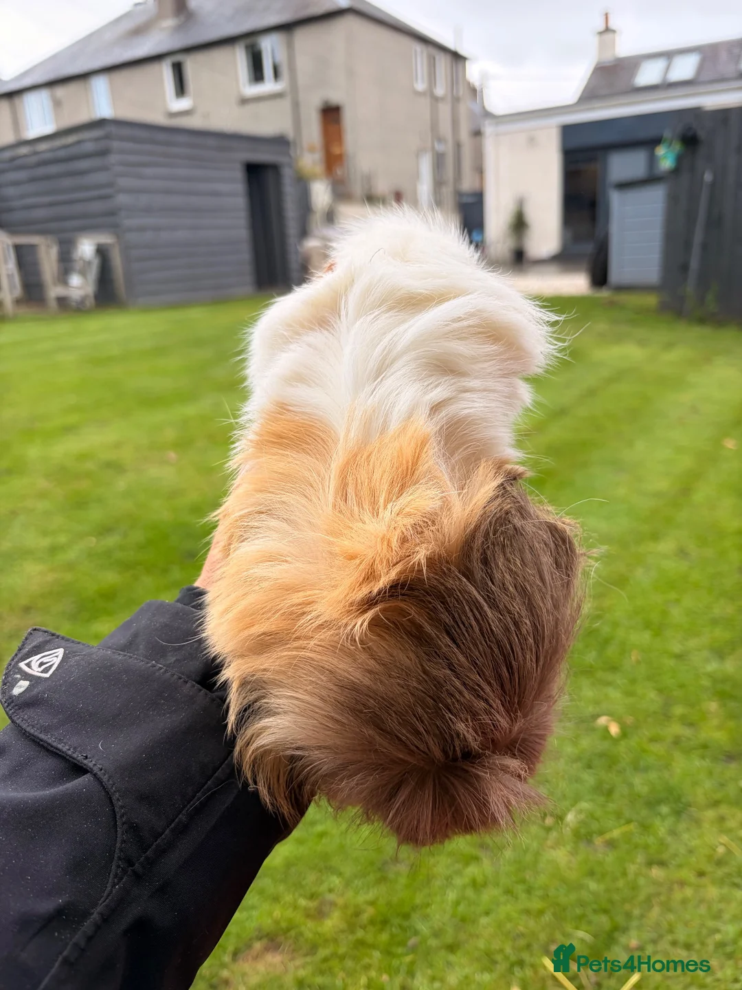 Guinea Pig rodents for sale: Female Guinea pigs  - Advert 6