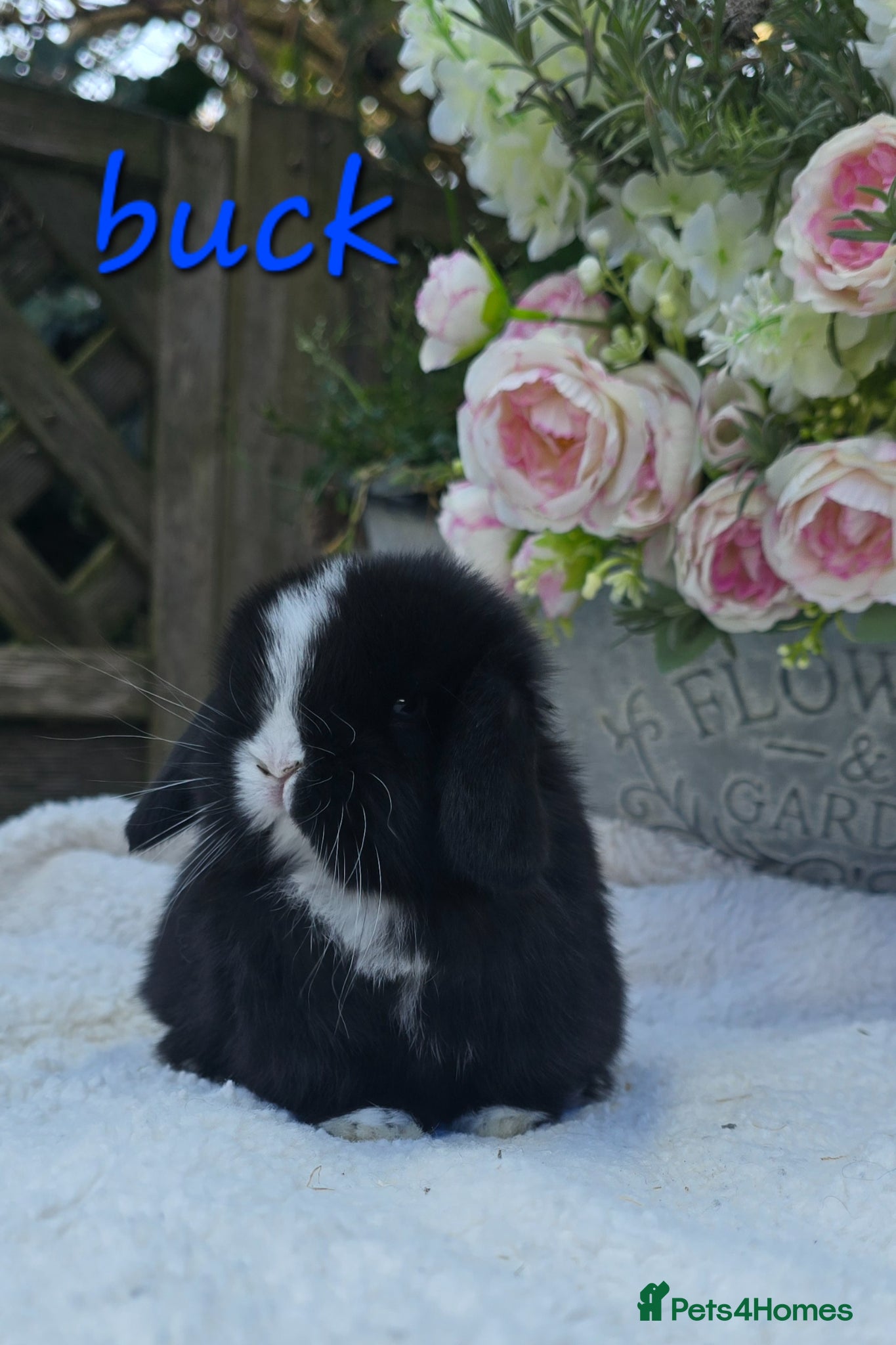 Mini Lop rabbits Beautiful quality mini lops - Advert 1