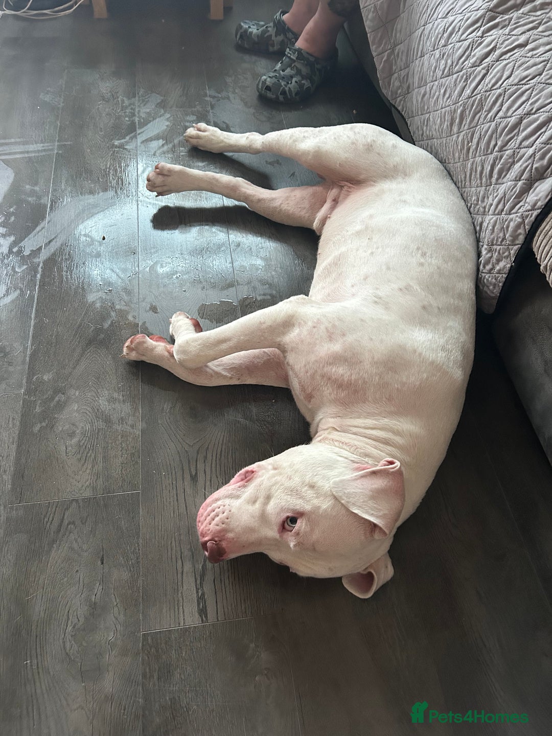 American Bull Staffy dogs for sale: American bull staffy & American bulldog hybrid  - Image 7