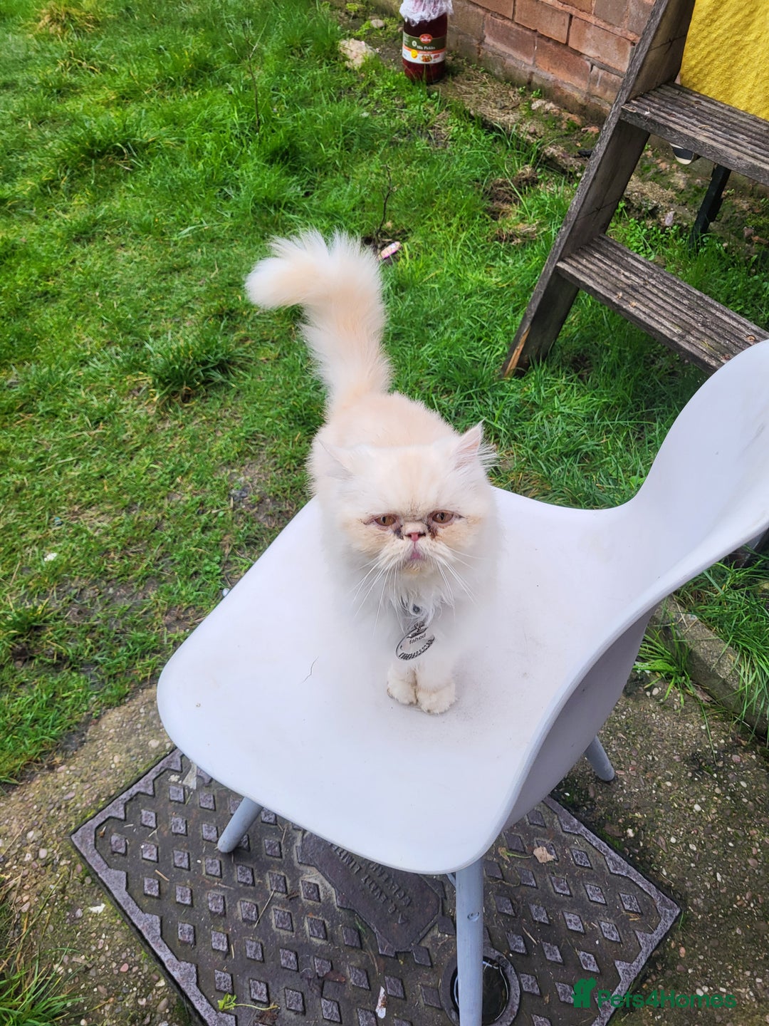 Persian cats for sale: Persian cat - Advert 6