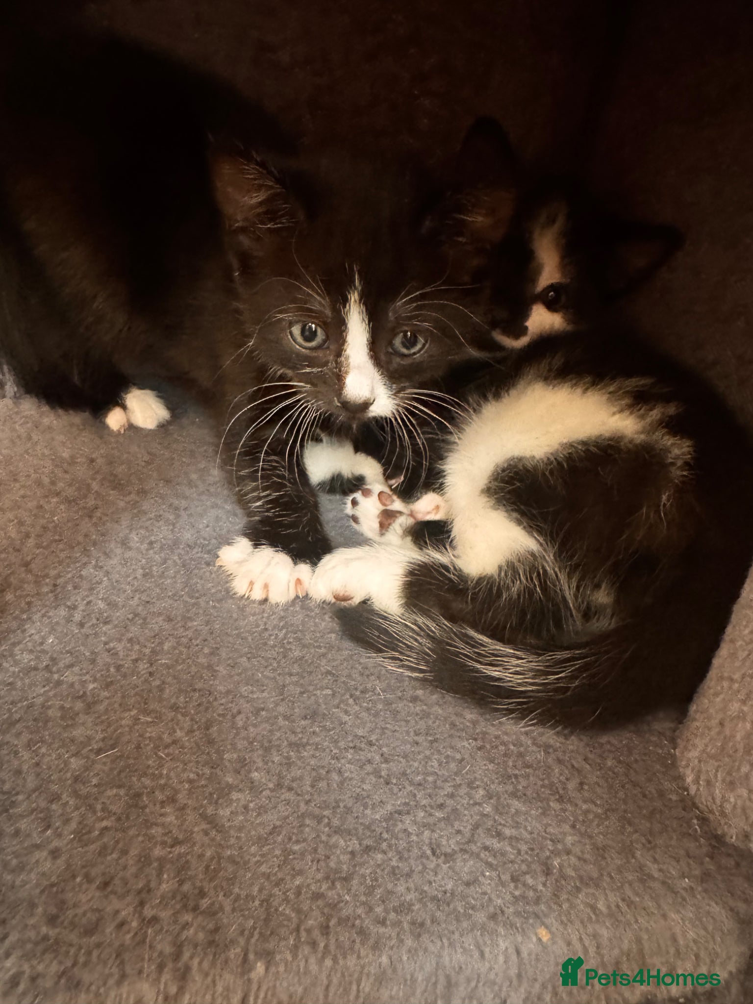 Domestic Shorthair cats Beautiful kittens(girl and boy) - Advert 1