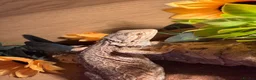 Bearded Dragon reptiles for sale: Beared dragon  in Preston - Advert 1
