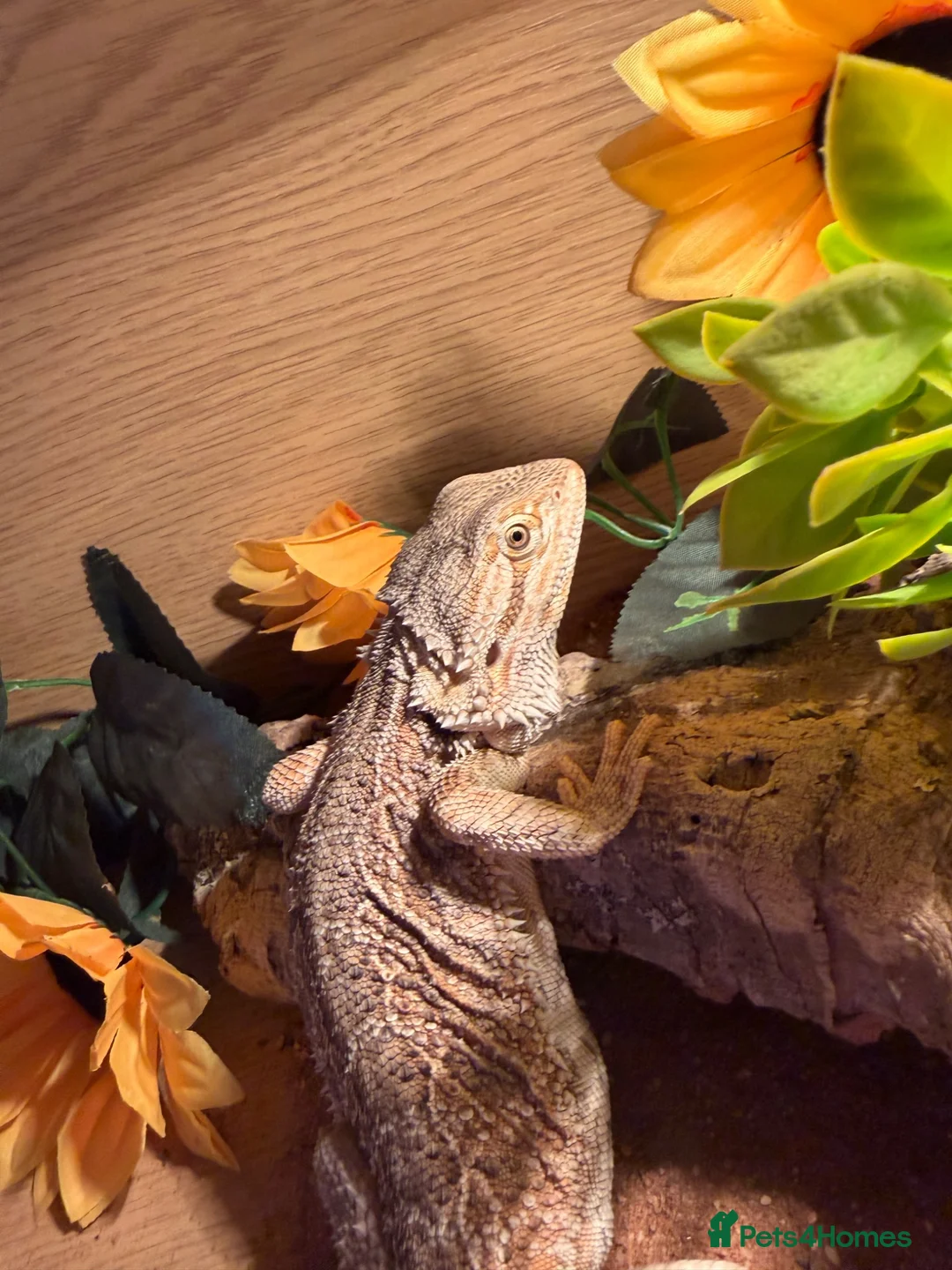 Bearded Dragon reptiles for sale: Beared dragon  in Preston - Advert 1