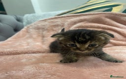 Scottish Fold cats for sale: Scottish fold/straight kittens  - Image 21