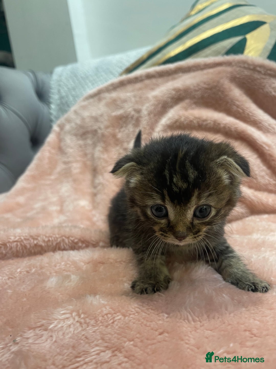 Scottish Fold cats for sale: Scottish fold/straight kittens  - Image 21