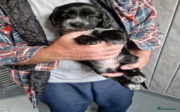 Cocker Spaniel dogs for sale: Cocker spaniel puppies for sale - Image 3