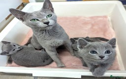 Russian Blue cats for sale: TICA Registered Affectionate Kittens - Image 4