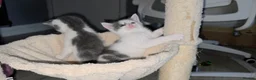 Oriental cats for sale: MAINE COON x ORIENTAL SHORTHAIR - Advert 7