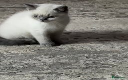 British Shorthair cats for sale: GCCF British Shorthair Kittens  in Alloa - Image 14