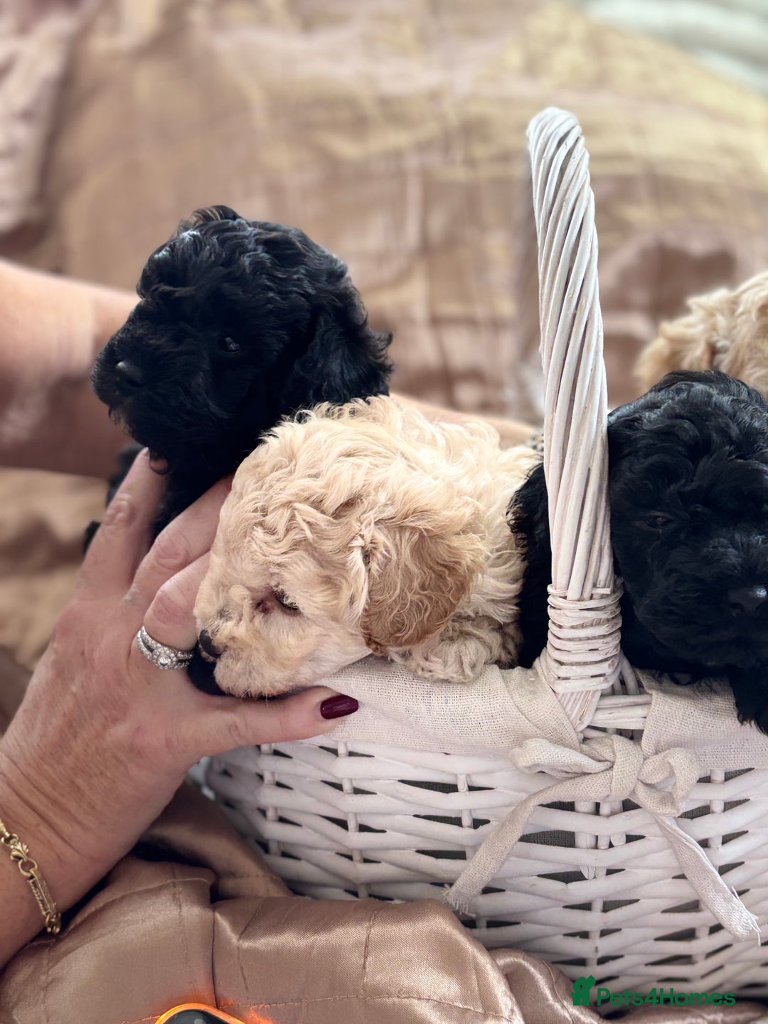 Poochon dogs for sale: Puppies for sale  - Advert 18