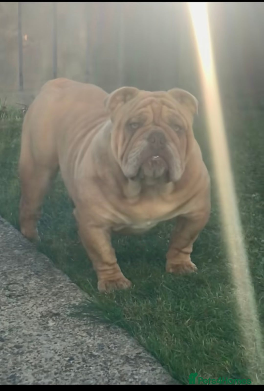 English Bulldog dogs for stud: Fluffy carrier British bulldog stud  - Advert 10