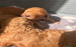 Cavapoo dogs for sale: ✨Cavapoo Puppies ✨ - Image 5