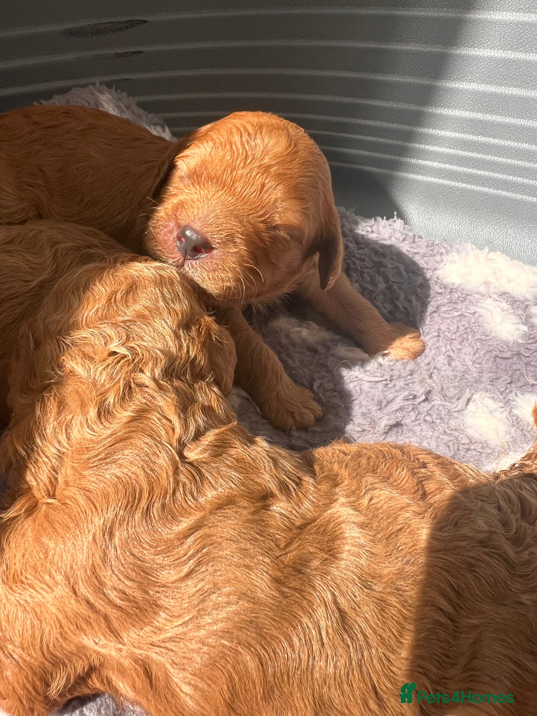 Cavapoo dogs for sale: ✨Cavapoo Puppies ✨ - Image 5