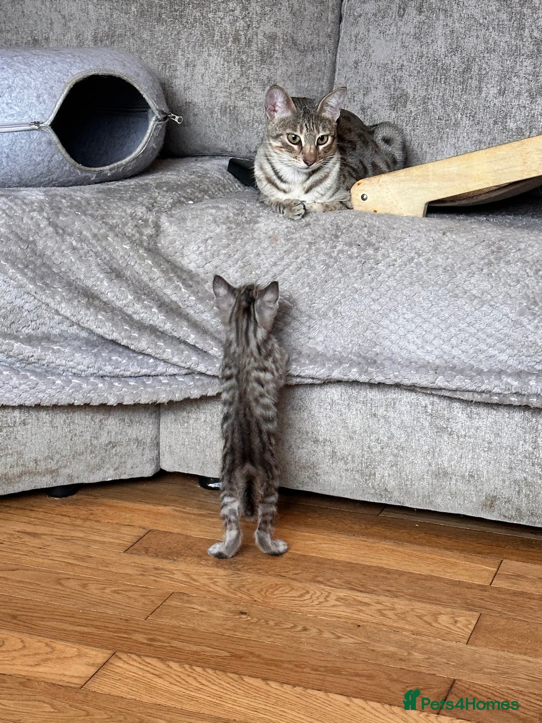 Savannah cats for sale: F4 Savannah kittens  - Advert 28