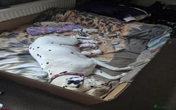 Dalmatian dogs for sale: 100% DALMATIAN LITTER - Image 14