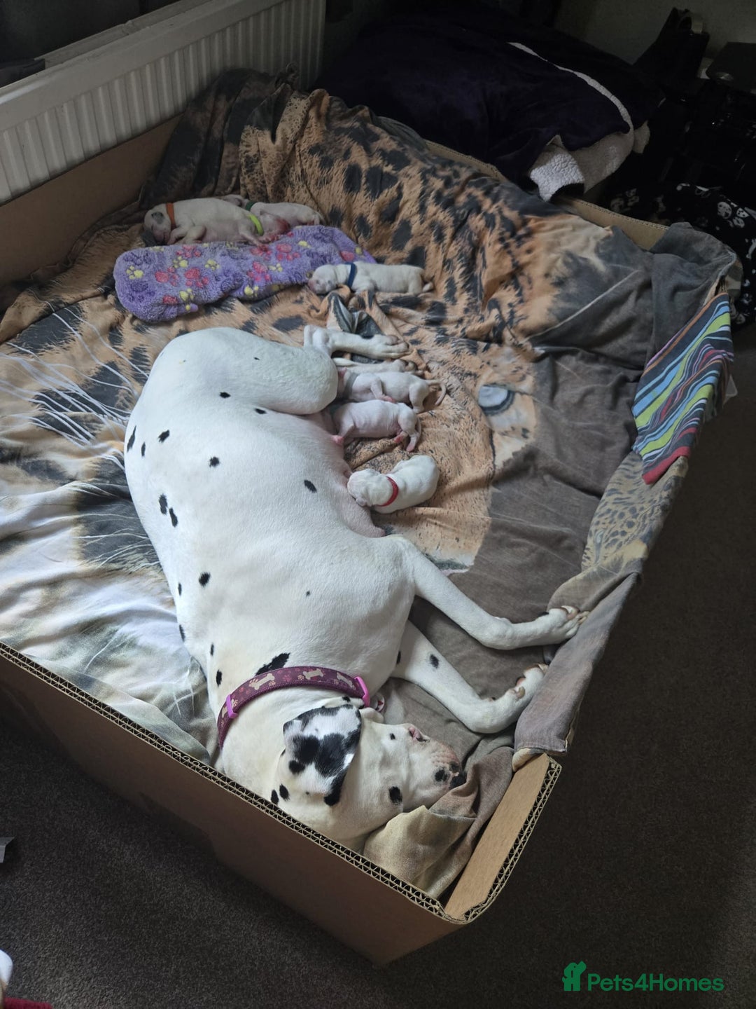 Dalmatian dogs for sale: 100% DALMATIAN LITTER - Image 14