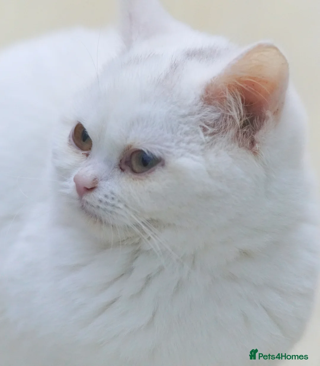 British Shorthair cats for sale: Pure British Shorthair WHITE female LIALIC kittens - Advert 2