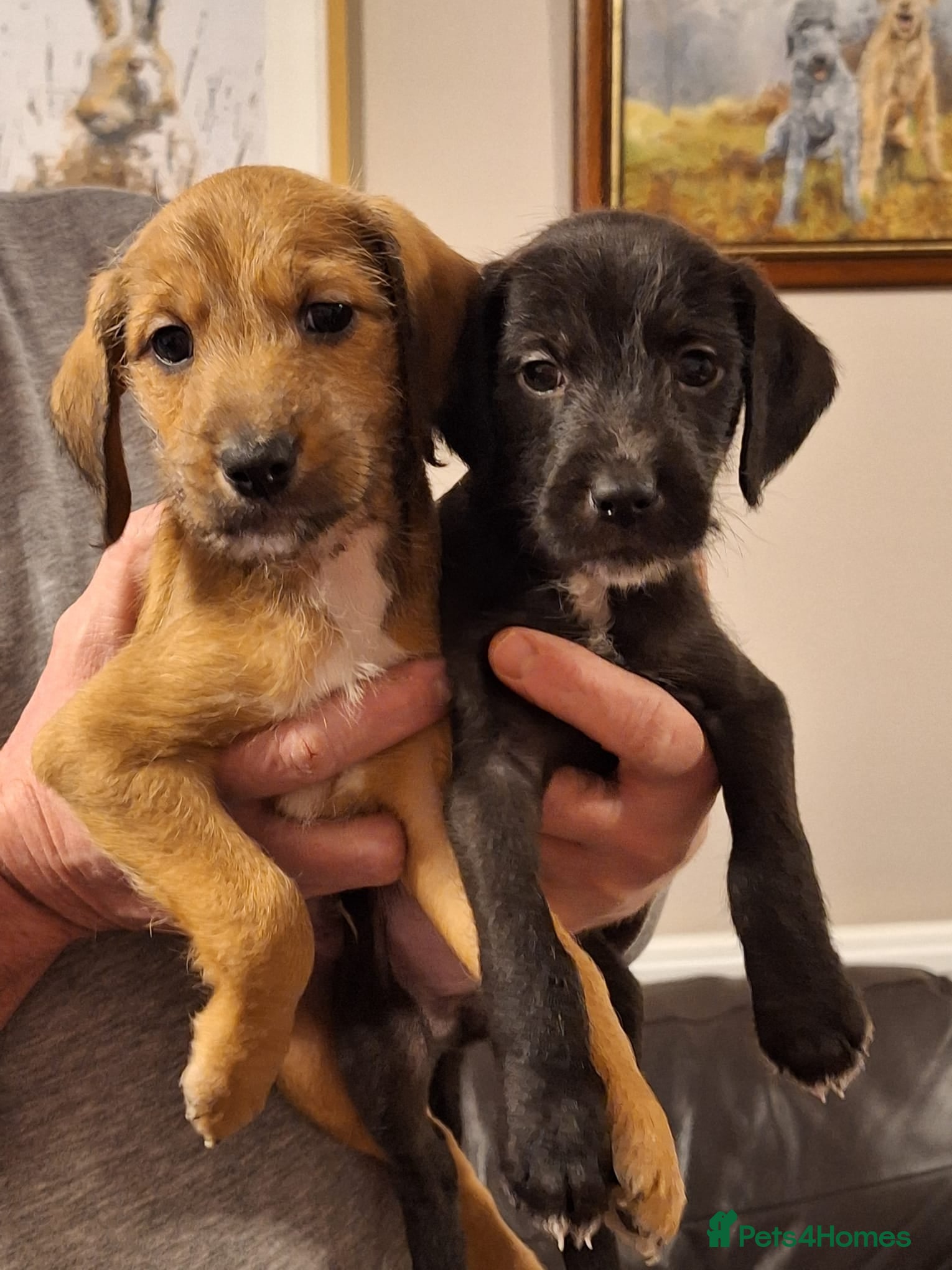 Mixed Breed dogs Bedlington x Italian greyhound pups available  - Advert 2
