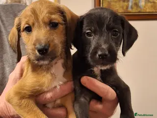 Mixed Breed dogs Bedlington x Italian greyhound pups available - Advert 2