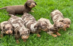 Dachshund dogs for stud: Miniature Dachshund Stud Kc registered & Pra clear in Stowmarket - Image 23