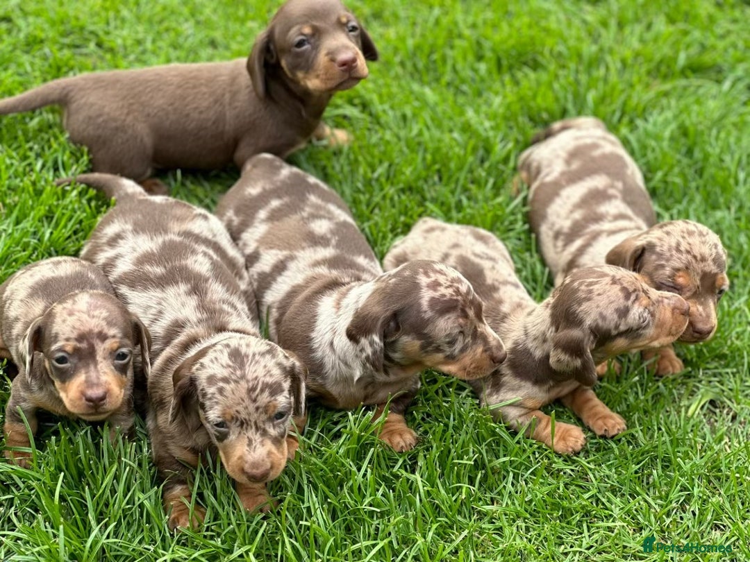 Dachshund dogs for stud: Miniature Dachshund Stud Kc registered & Pra clear in Stowmarket - Image 23