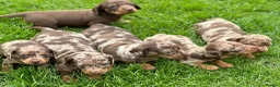 Dachshund dogs for stud: Miniature Dachshund Stud Kc registered & Pra clear in Stowmarket - Advert 23