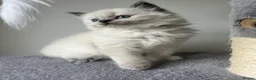 Siberian cats for sale: Save and check for next litter.  Siberian - Advert 20