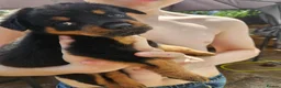 Rottweiler dogs for sale: Last male rottweiler pup need forever homes - Advert 4
