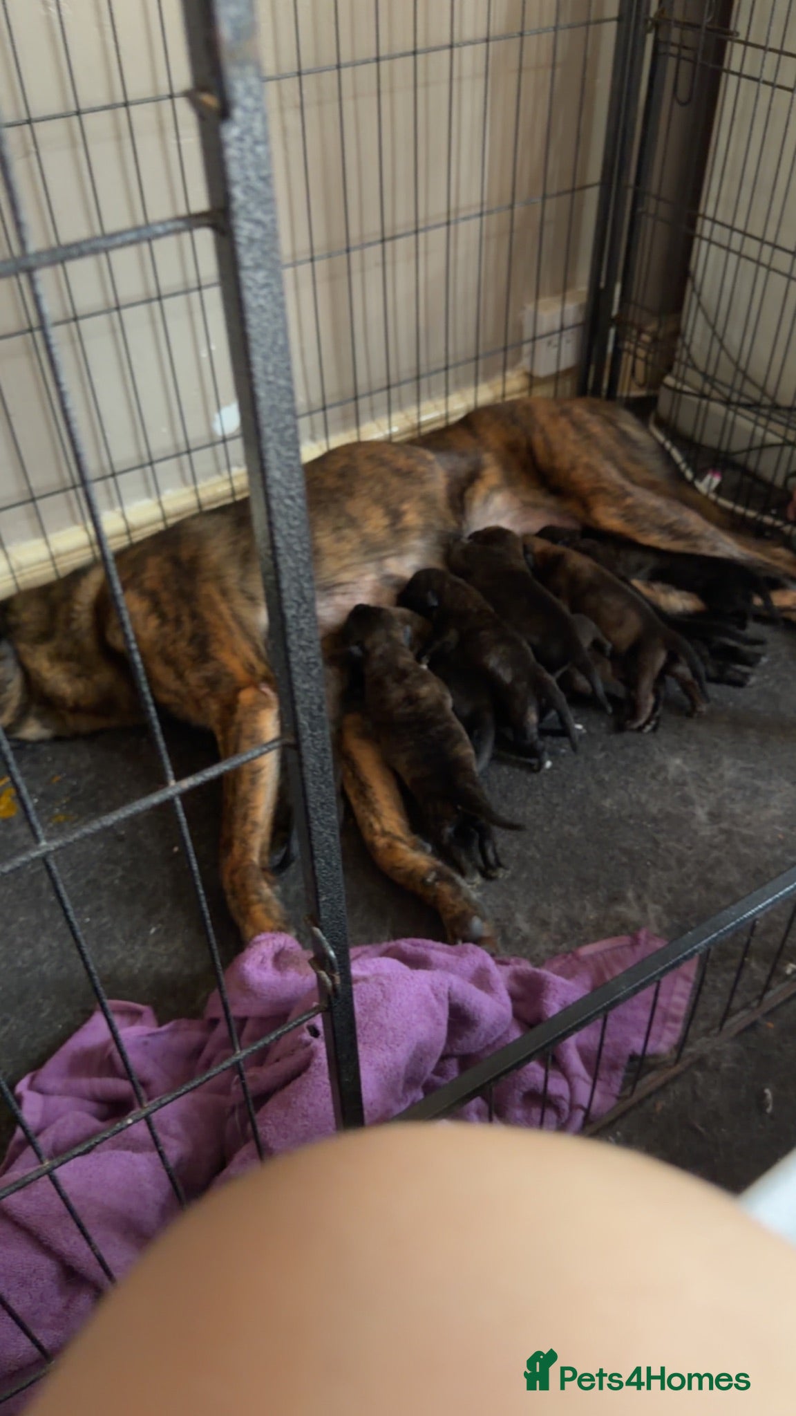 Mixed Breed dogs 11 Belgian Malimois / cane corse puppies for sale - Advert 4