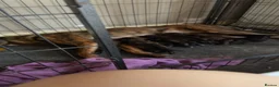 Mixed Breed dogs for sale: 11 Belgian Malimois / cane corse puppies for sale - Advert 1