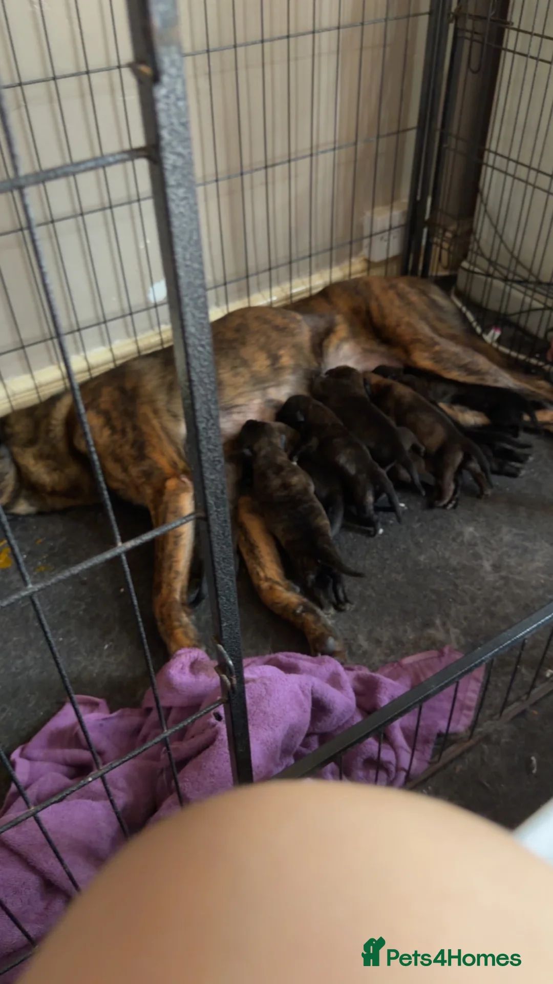 Mixed Breed dogs for sale: 11 Belgian Malimois / cane corse puppies for sale - Advert 1