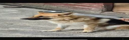 German Shepherd dogs for sale: Hunter  in Leeds - Advert 2