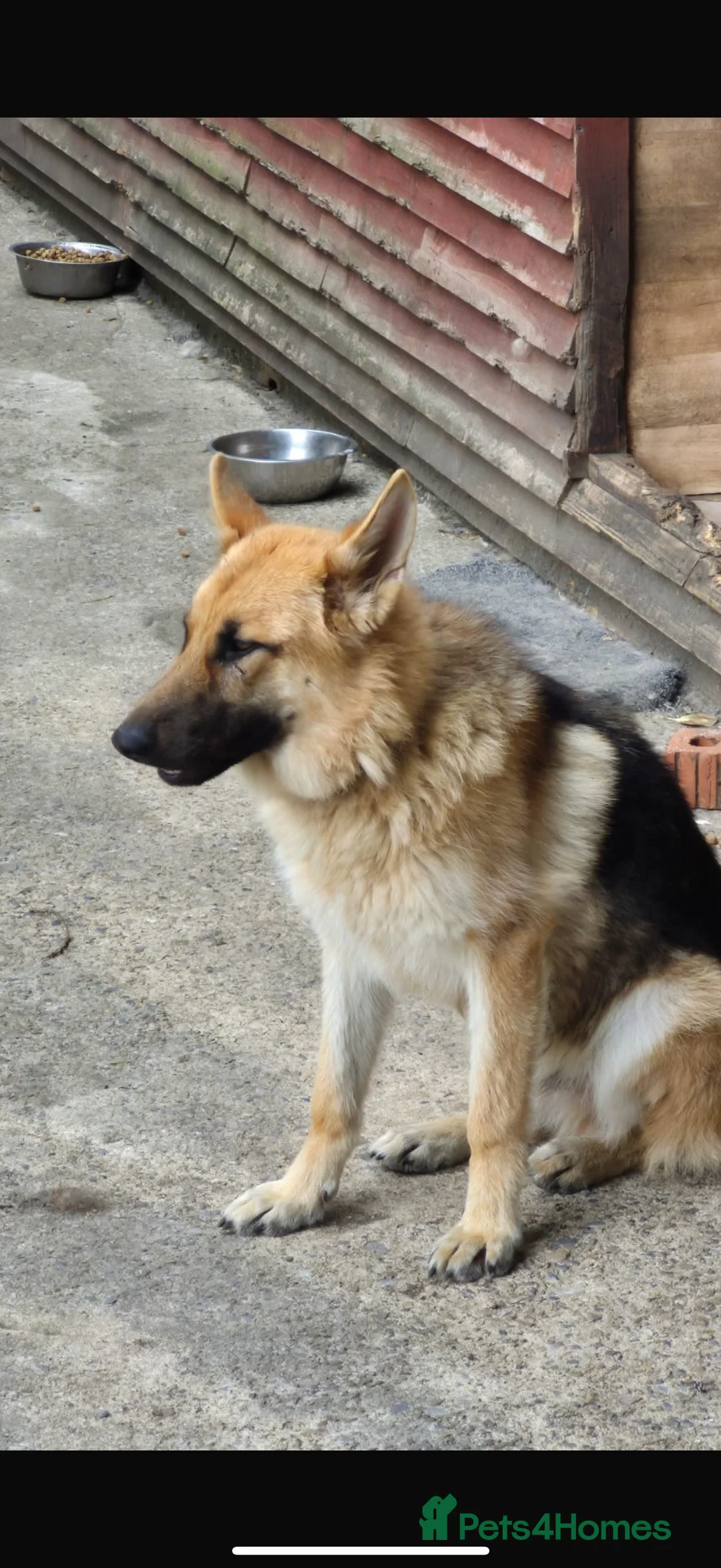 German Shepherd dogs for sale: Hunter  in Leeds - Advert 2