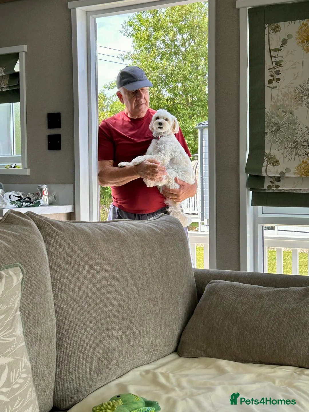 Mixed Breed dogs for adoption: Dixie is a beautiful 3.5 year old Poodle cross - Advert 3