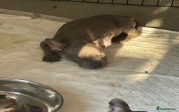 Mixed Breed dogs for sale: Frenchie cross pocket bullies  - Image 3