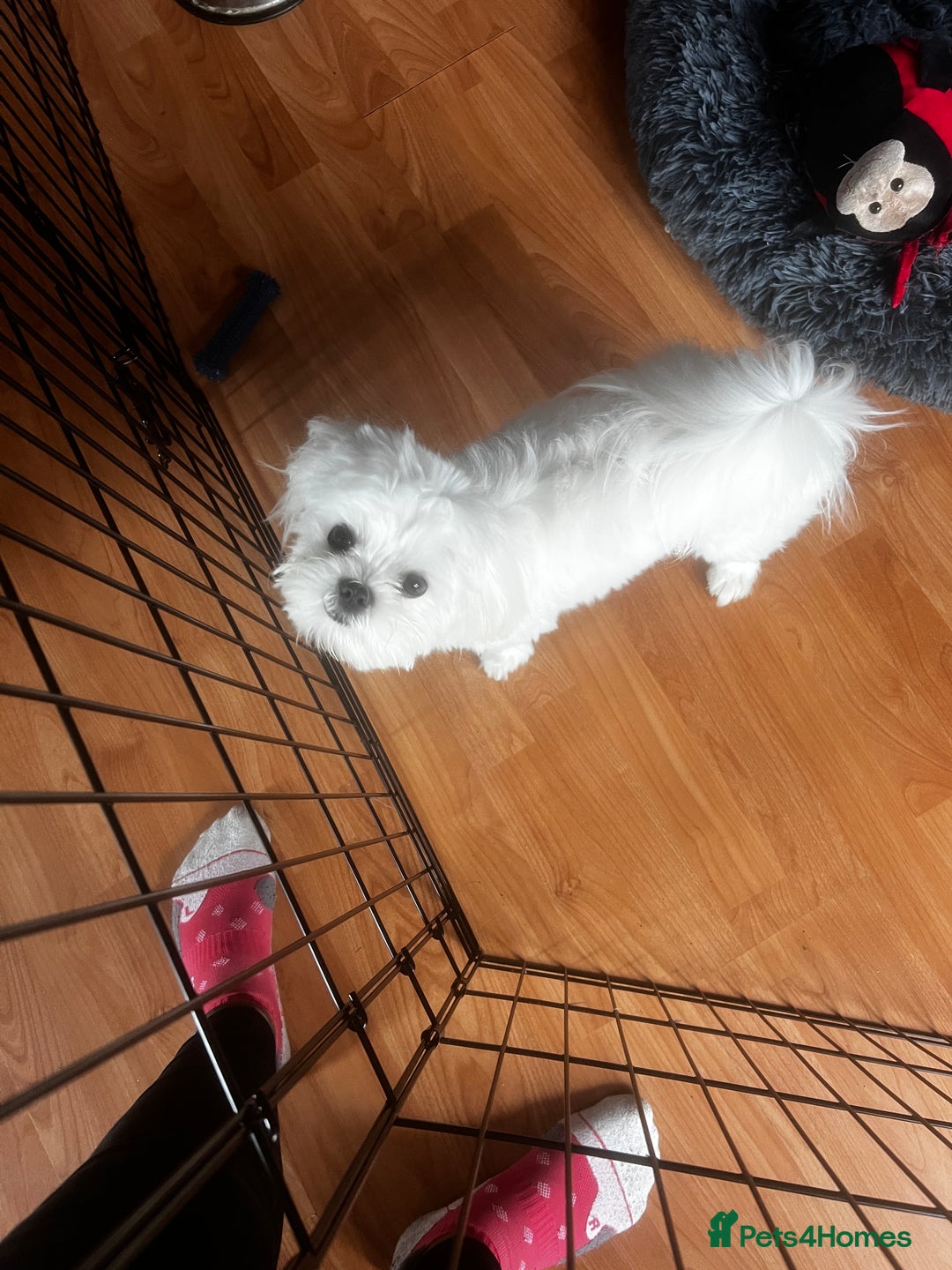 Malshi dogs for sale: Teddy  - Image 4