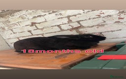 Mixed Breed rabbits for sale: Free rabbits  - Image 3