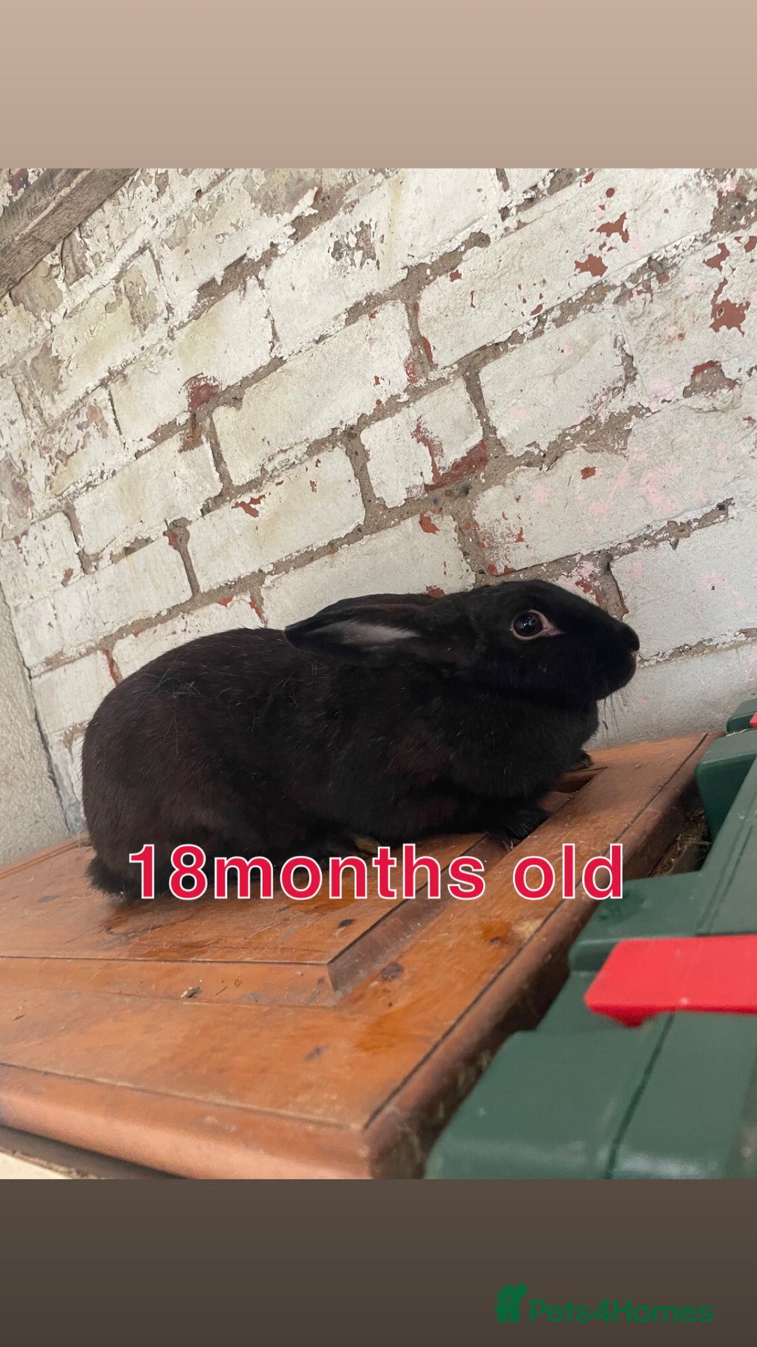 Mixed Breed rabbits for sale: Free rabbits  - Image 3