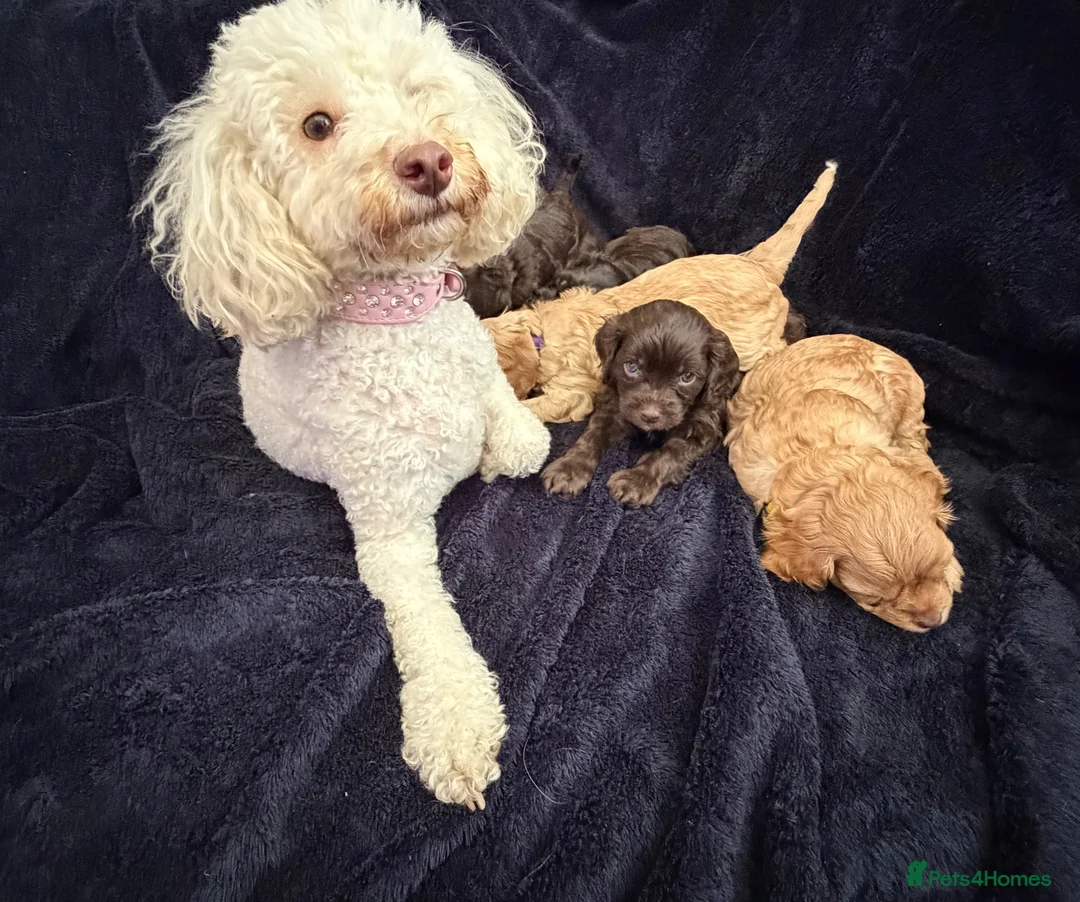 Cavapoo dogs for sale: AMAZING FULLY HEALTH TESTED F1 CAVAPOO PUPS - Advert 2