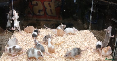 Mouse rodents - Advert 1