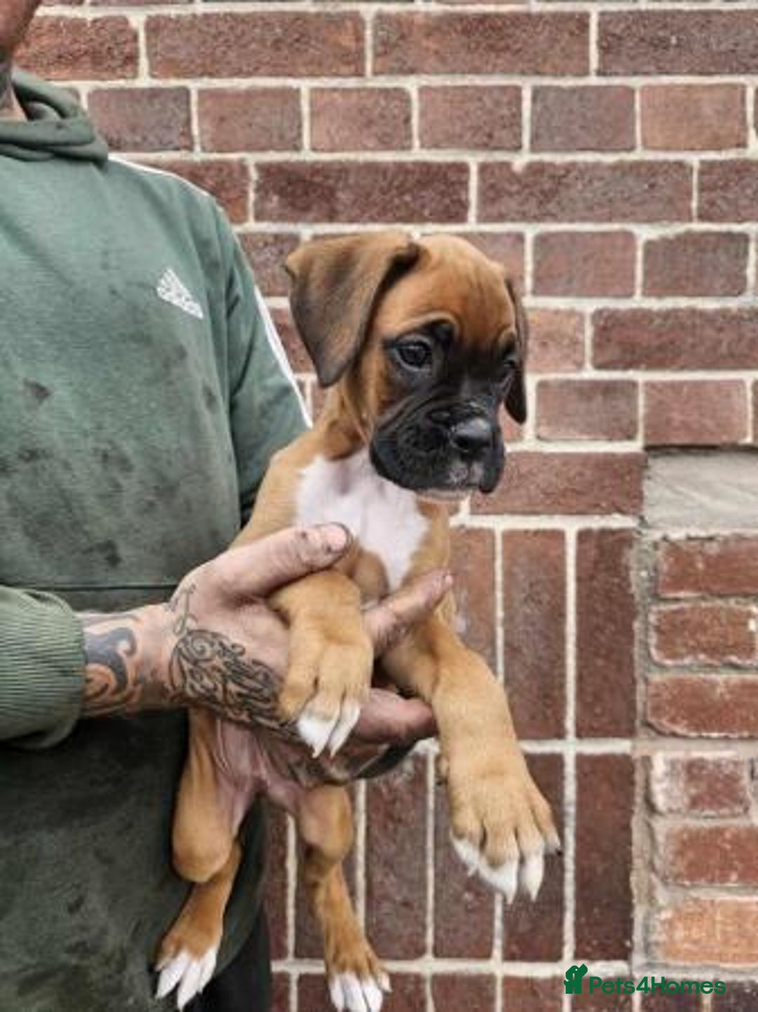 Boxer dogs for sale: Adorable Boxer Puppies Available  - Image 8