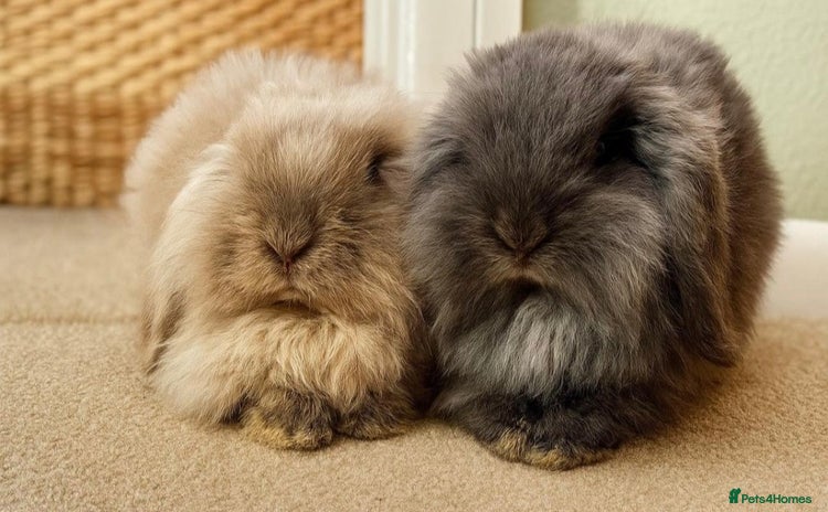 Mini Lop rabbits - Advert 1