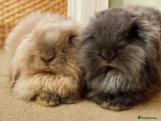 Mini Lop rabbits for sale - Advert 1