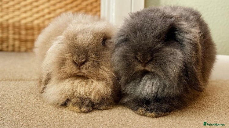 Mini Lop rabbits - Advert 5