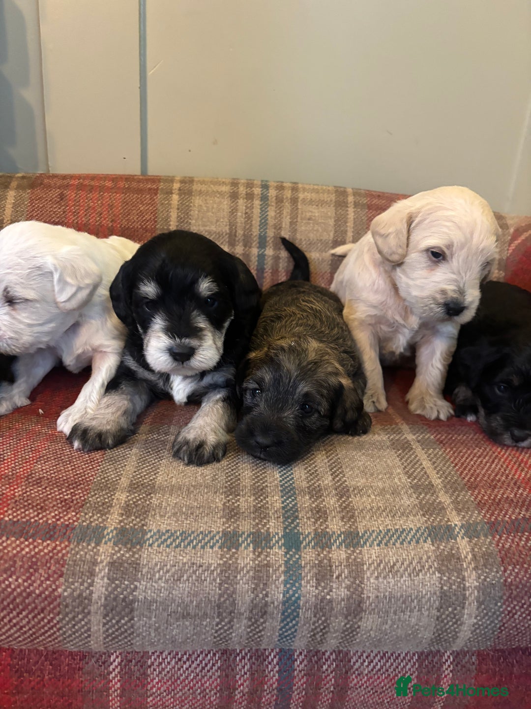 Schnoodle dogs for sale: Beautiful Schnoodle Puppies KC Reg Parents!!  - Image 9