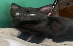 British Shorthair cats for sale: Playful girl - Image 2