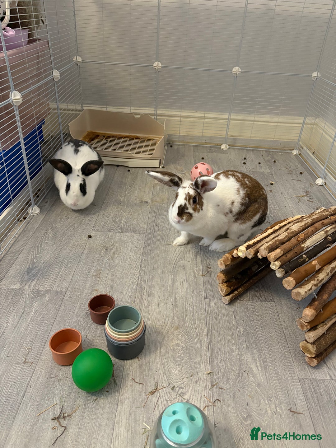 Mixed Breed rabbits for sale: 2 x bonded female rabbits - Advert 2