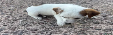 Jack Russell 2
