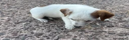 Jack Russell dogs for sale: Jack Russell girls  - Advert 11